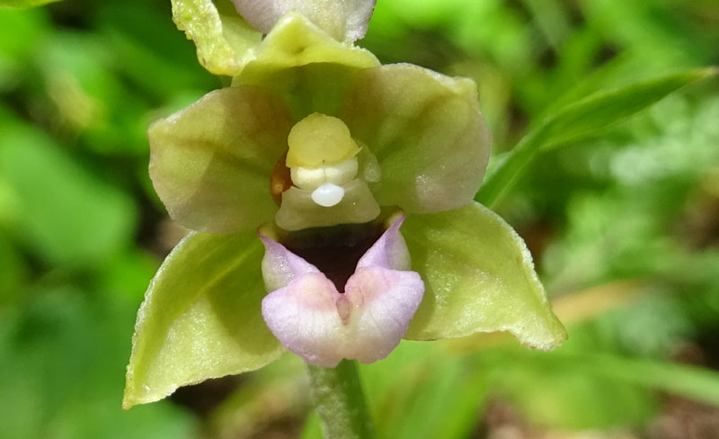 Epipactis helleborine.......da Sopramonte (TN)